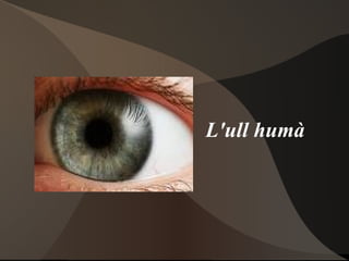 L'ull humà 