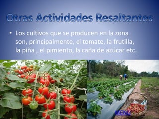 • Los cultivos que se producen en la zona 
son, principalmente, el tomate, la frutilla, 
la piña , el pimiento, la caña de azúcar etc. 
MENÚ 
 