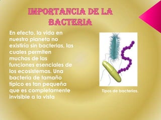 En efecto, la vida en
nuestro planeta no
existiría sin bacterias, las
cuales permiten
muchas de las
funciones esenciales de
los ecosistemas. Una
bacteria de tamaño
típico es tan pequeña
que es completamente           Tipos de bacterias.
invisible a la vista
 