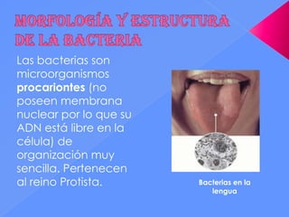 Las bacterias son
microorganismos
procariontes (no
poseen membrana
nuclear por lo que su
ADN está libre en la
célula) de
organización muy
sencilla. Pertenecen
al reino Protista.      Bacterias en la
                           lengua
 