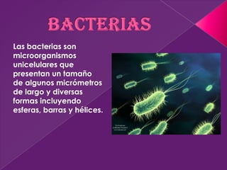 Las bacterias son
microorganismos
unicelulares que
presentan un tamaño
de algunos micrómetros
de largo y diversas
formas incluyendo
esferas, barras y hélices.
 