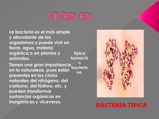 La bacteria es el más simple
y abundante de los
organismos y puede vivir en
tierra, agua, materia
orgánica o en plantas y        Típica
animales.                    formació
                                  n
Tienen una gran importancia
                             bacteria
en la naturaleza, pues están     na.
presentes en los ciclos
naturales del nitrógeno, del
carbono, del fósforo, etc. y
pueden transformar
sustancias orgánicas en
inorgánicas y viceversa.
                                        Bacteria tipica
 