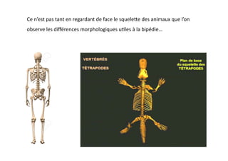 Ce	
  n’est	
  pas	
  tant	
  en	
  regardant	
  de	
  face	
  le	
  squeleQe	
  des	
  animaux	
  que	
  l’on	
  
observe	
  les	
  diﬀérences	
  morphologiques	
  u(les	
  à	
  la	
  bipédie…	
  
 