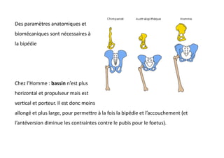 Chez	
  l’Homme	
  :	
  bassin	
  n’est	
  plus	
  	
  
horizontal	
  et	
  propulseur	
  mais	
  est	
  	
  
ver(cal	
  et	
  porteur.	
  Il	
  est	
  donc	
  moins	
  	
  
allongé	
  et	
  plus	
  large,	
  pour	
  permeQre	
  à	
  la	
  fois	
  la	
  bipédie	
  et	
  l’accouchement	
  (et	
  
l’antéversion	
  diminue	
  les	
  contraintes	
  contre	
  le	
  pubis	
  pour	
  le	
  foetus).	
  	
  
Des	
  paramètres	
  anatomiques	
  et	
  
biomécaniques	
  sont	
  nécessaires	
  à	
  
la	
  bipédie	
  	
  
 