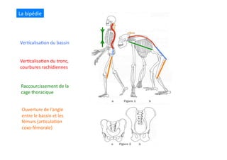 La	
  bipédie	
  
Ver(calisa(on	
  du	
  bassin	
  
Ver(calisa(on	
  du	
  tronc,	
  
courbures	
  rachidiennes	
  
Raccourcissement	
  de	
  la	
  
cage	
  thoracique	
  
Ouverture	
  de	
  l’angle	
  
entre	
  le	
  bassin	
  et	
  les	
  
fémurs	
  (ar(cula(on	
  
coxo-­‐fémorale)	
  
 