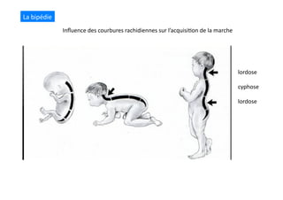 La	
  bipédie	
  
Inﬂuence	
  des	
  courbures	
  rachidiennes	
  sur	
  l’acquisi(on	
  de	
  la	
  marche	
  
cyphose	
  
lordose	
  
lordose	
  
 