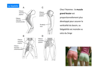 Chez	
  l’Homme	
  :	
  le	
  muscle	
  
grand	
  fessier	
  est	
  
propor(onnellement	
  plus	
  
développé	
  pour	
  assurer	
  la	
  
ver(calité	
  du	
  bassin,	
  sa	
  
fa(gabilité	
  est	
  moindre	
  vs	
  
celui	
  du	
  Singe	
  
La	
  bipédie	
  
 
