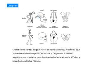 Chez	
  l’Homme	
  :	
  le	
  trou	
  occipital	
  avance	
  de	
  même	
  que	
  l’ar(cula(on	
  C0-­‐C1	
  pour	
  
assurer	
  le	
  main(en	
  du	
  regard	
  à	
  l’horizontale	
  et	
  l’alignement	
  du	
  cordon	
  
médullaire	
  ;	
  son	
  orienta(on	
  sagiQale	
  est	
  ver(cale	
  chez	
  le	
  tétrapode,	
  45°	
  chez	
  le	
  
Singe,	
  horizontale	
  chez	
  l’Homme.	
  
La	
  bipédie	
  
45°	
  
 