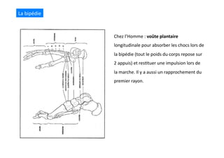 Chez	
  l’Homme	
  :	
  voûte	
  plantaire	
  
longitudinale	
  pour	
  absorber	
  les	
  chocs	
  lors	
  de	
  
la	
  bipédie	
  (tout	
  le	
  poids	
  du	
  corps	
  repose	
  sur	
  
2	
  appuis)	
  et	
  res(tuer	
  une	
  impulsion	
  lors	
  de	
  
la	
  marche.	
  Il	
  y	
  a	
  aussi	
  un	
  rapprochement	
  du	
  
premier	
  rayon.	
  
La	
  bipédie	
  
 