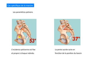 Les	
  paramètres	
  pelviens	
  
Cas	
  spéciﬁque	
  de	
  la	
  marche	
  
L’incidence	
  pelvienne	
  est	
  ﬁxe	
  
et	
  propre	
  à	
  chaque	
  individu	
  
La	
  pente	
  sacrée	
  varie	
  en	
  
fonc(on	
  de	
  la	
  posi(on	
  du	
  bassin	
  
 
