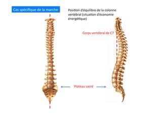 Cas	
  spéciﬁque	
  de	
  la	
  marche	
  
Corps	
  vertébral	
  de	
  C7	
  
Plateau	
  sacré	
  
Posi(on	
  d’équilibre	
  de	
  la	
  colonne	
  
vertébral	
  (situa(on	
  d’économie	
  
énergé(que)	
  
 