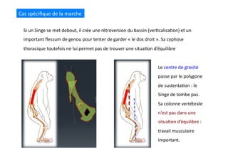 Cas	
  spéciﬁque	
  de	
  la	
  marche	
  
Si	
  un	
  Singe	
  se	
  met	
  debout,	
  il	
  crée	
  une	
  rétroversion	
  du	
  bassin	
  (ver(calisa(on)	
  et	
  un	
  
important	
  ﬂessum	
  de	
  genou	
  pour	
  tenter	
  de	
  garder	
  «	
  le	
  dos	
  droit	
  ».	
  Sa	
  cyphose	
  
thoracique	
  toutefois	
  ne	
  lui	
  permet	
  pas	
  de	
  trouver	
  une	
  situa(on	
  d’équilibre	
  
Le	
  centre	
  de	
  gravité	
  
passe	
  par	
  le	
  polygone	
  
de	
  sustenta(on	
  :	
  le	
  
Singe	
  de	
  tombe	
  pas.	
  
Sa	
  colonne	
  vertébrale	
  
n’est	
  pas	
  dans	
  une	
  
situa(on	
  d’équilibre	
  :	
  
travail	
  musculaire	
  
important.	
  
 