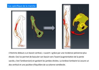 Cas	
  spéciﬁque	
  de	
  la	
  marche	
  
L’Homme	
  debout	
  a	
  un	
  bassin	
  ver(cal,	
  «	
  ouvert	
  »	
  grâce	
  par	
  une	
  incidence	
  pelvienne	
  plus	
  
élevée.	
  Ceci	
  lui	
  permet	
  de	
  basculer	
  son	
  bassin	
  vers	
  l’avant	
  (augmenta(on	
  de	
  la	
  pente	
  
sacrée,	
  c’est	
  l’antéversion)	
  en	
  gardant	
  les	
  jambes	
  droites.	
  La	
  lordose	
  lombaire	
  lui	
  assure	
  un	
  
dos	
  ver(cal	
  et	
  une	
  posi(on	
  d’équilibre	
  de	
  sa	
  colonne	
  vertébrale.	
  
 