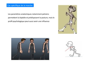 Les	
  paramètres	
  anatomiques	
  notamment	
  pelviens	
  
permeQent	
  la	
  bipédie	
  et	
  prédisposent	
  la	
  posture,	
  mais	
  le	
  
proﬁl	
  psychologique	
  peut	
  aussi	
  avoir	
  une	
  inﬂuence	
  
Cas	
  spéciﬁque	
  de	
  la	
  marche	
  
 