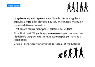 •  Le	
  système	
  squele+que	
  est	
  cons(tué	
  de	
  pièces	
  «	
  rigides	
  »	
  
ar(culées	
  entre	
  elles	
  :	
  leviers,	
  poulies,	
  engrenages,	
  moteurs	
  =	
  
os,	
  ar(cula(ons	
  et	
  muscles	
  
•  Il	
  est	
  mis	
  en	
  mouvement	
  par	
  le	
  système	
  musculaire	
  
•  S(mulé	
  et	
  contrôlé	
  par	
  le	
  système	
  nerveux	
  par	
  la	
  mise	
  en	
  jeu	
  
répétée	
  de	
  programmes	
  moteurs	
  stéréotypés	
  permeQant	
  la	
  
locomo(on	
  
•  Origine	
  :	
  générateurs	
  rythmiques	
  cérébraux	
  et	
  médullaires	
  
Introduc(on	
  
 
