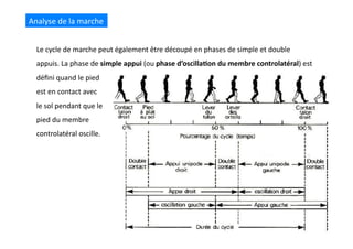 Le	
  cycle	
  de	
  marche	
  peut	
  également	
  être	
  découpé	
  en	
  phases	
  de	
  simple	
  et	
  double	
  
appuis.	
  La	
  phase	
  de	
  simple	
  appui	
  (ou	
  phase	
  d’oscilla8on	
  du	
  membre	
  controlatéral)	
  est	
  
déﬁni	
  quand	
  le	
  pied	
  	
  
est	
  en	
  contact	
  avec	
  	
  
le	
  sol	
  pendant	
  que	
  le	
  
pied	
  du	
  membre	
  	
  
controlatéral	
  oscille.	
  
Analyse	
  de	
  la	
  marche	
  
 