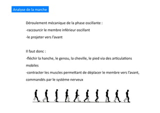 Analyse	
  de	
  la	
  marche	
  
Déroulement	
  mécanique	
  de	
  la	
  phase	
  oscillante	
  :	
  
-­‐ raccourcir	
  le	
  membre	
  inférieur	
  oscillant	
  	
  
-­‐ le	
  projeter	
  vers	
  l’avant	
  
Il	
  faut	
  donc	
  :	
  
-­‐ ﬂéchir	
  la	
  hanche,	
  le	
  genou,	
  la	
  cheville,	
  le	
  pied	
  via	
  des	
  ar(cula(ons	
  
mobiles	
  
-­‐ contracter	
  les	
  muscles	
  permeQant	
  de	
  déplacer	
  le	
  membre	
  vers	
  l’avant,	
  
commandés	
  par	
  le	
  système	
  nerveux	
  
 
