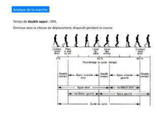Analyse	
  de	
  la	
  marche	
  
Temps	
  de	
  double	
  appui	
  :	
  20%.	
  	
  
Diminue	
  avec	
  la	
  vitesse	
  de	
  déplacement,	
  disparaît	
  pendant	
  la	
  course	
  
 