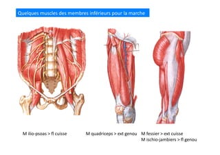 Quelques	
  muscles	
  des	
  membres	
  inférieurs	
  pour	
  la	
  marche	
  
M	
  ilio-­‐psoas	
  >	
  ﬂ	
  cuisse	
   M	
  quadriceps	
  >	
  ext	
  genou	
   M	
  fessier	
  >	
  ext	
  cuisse	
  
M	
  ischio-­‐jambiers	
  >	
  ﬂ	
  genou	
  
 