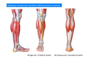 Quelques	
  muscles	
  des	
  membres	
  inférieurs	
  pour	
  la	
  marche	
  
M	
  triceps	
  sural	
  >	
  ext	
  pied	
  et	
  orteils	
  M	
  loge	
  ant	
  >	
  ﬂ	
  pied	
  et	
  orteils	
  
 