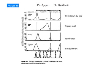Analyse	
  de	
  la	
  marche	
  
Fléchisseurs	
  du	
  pied	
  
Triceps	
  sural	
  
Quadriceps	
  	
  
Ischiojambiers	
  	
  
 