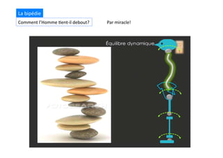 La	
  bipédie	
  
Comment	
  l’Homme	
  (ent-­‐il	
  debout?	
   Par	
  miracle!	
  
 