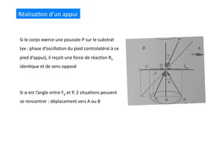 Réalisa(on	
  d’un	
  appui	
  
Si	
  le	
  corps	
  exerce	
  une	
  poussée	
  P	
  sur	
  le	
  substrat	
  
(ex	
  :	
  phase	
  d’oscilla(on	
  du	
  pied	
  controlatéral	
  à	
  ce	
  
pied	
  d’appui),	
  il	
  reçoit	
  une	
  force	
  de	
  réac(on	
  Re	
  
iden(que	
  et	
  de	
  sens	
  opposé	
  
Si	
  α	
  est	
  l’angle	
  entre	
  Fp	
  et	
  P,	
  2	
  situa(ons	
  peuvent	
  
se	
  rencontrer	
  :	
  déplacement	
  vers	
  A	
  ou	
  B	
  
 