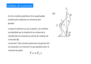 Créa(on	
  de	
  la	
  poussée	
  
Ex	
  d’un	
  membre	
  postérieur	
  d’un	
  quadrupède	
  
(schéma	
  plus	
  explicite	
  car	
  moments	
  plus	
  
grands)	
  
Lorsque	
  le	
  pied	
  est	
  au	
  sol,	
  le	
  poids	
  Fp	
  du	
  membre	
  
est	
  équilibré	
  par	
  la	
  réac(on	
  N	
  au	
  niveau	
  de	
  la	
  
cheville	
  (A)	
  à	
  la	
  ver(cale	
  du	
  centre	
  de	
  rota(on	
  de	
  
la	
  hanche	
  (B).	
  
La	
  tension	
  T	
  des	
  muscles	
  extenseurs	
  du	
  genoux	
  (C)	
  
est	
  associée	
  à	
  un	
  moment	
  T.x	
  qui	
  équilibre	
  donc	
  le	
  
moment	
  du	
  poids	
  
 