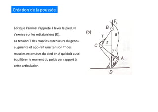 Créa(on	
  de	
  la	
  poussée	
  
Lorsque	
  l’animal	
  s’apprête	
  à	
  lever	
  le	
  pied,	
  N	
  
s’exerce	
  sur	
  les	
  métatarsiens	
  (D).	
  
La	
  tension	
  T	
  des	
  muscles	
  extenseurs	
  du	
  genou	
  
augmente	
  et	
  apparaît	
  une	
  tension	
  T’	
  des	
  
muscles	
  extenseurs	
  du	
  pied	
  en	
  A	
  qui	
  doit	
  aussi	
  
équilibrer	
  le	
  moment	
  du	
  poids	
  par	
  rapport	
  à	
  
ceQe	
  ar(cula(on	
  
 