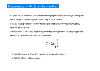 Mouvements	
  pendiculaires	
  des	
  membres	
  
En	
  oscillant	
  un	
  membre	
  transforme	
  de	
  l’énergie	
  poten(elle	
  en	
  énergie	
  ciné(que	
  et	
  
cet	
  échange	
  et	
  cet	
  échange	
  se	
  crée	
  à	
  chaque	
  cycle	
  moteur	
  
Il	
  y	
  a	
  stockage	
  puis	
  récupéra(on	
  de	
  l’énergie	
  ciné(que	
  au	
  niveau	
  des	
  muscles,	
  
tendons	
  et	
  ligaments	
  
Si	
  on	
  assimile	
  la	
  masse	
  du	
  membre	
  concentrée	
  en	
  un	
  point	
  et	
  suspendue	
  par	
  une	
  
corde	
  non	
  pesante	
  la	
  période	
  d’oscilla(on	
  est	
  :	
  
L	
  est	
  la	
  longueur	
  ar(cula(on	
  –	
  centre	
  de	
  masse	
  du	
  membre	
  
g	
  l’accéléra(on	
  de	
  la	
  pesanteur	
  
 