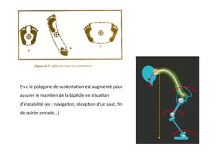 En	
  c	
  le	
  polygone	
  de	
  sustenta(on	
  est	
  augmenté	
  pour	
  
assurer	
  le	
  main(en	
  de	
  la	
  bipédie	
  en	
  situa(on	
  
d’instabilité	
  (ex	
  :	
  naviga(on,	
  récep(on	
  d’un	
  saut,	
  ﬁn	
  
de	
  soirée	
  arrosée…)	
  
 