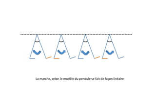 La	
  marche,	
  selon	
  le	
  modèle	
  du	
  pendule	
  se	
  fait	
  de	
  façon	
  linéaire	
  
 