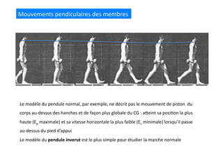Mouvements	
  pendiculaires	
  des	
  membres	
  
Le	
  modèle	
  du	
  pendule	
  normal,	
  par	
  exemple,	
  ne	
  décrit	
  pas	
  le	
  mouvement	
  de	
  piston	
  	
  du	
  
corps	
  au-­‐dessus	
  des	
  hanches	
  et	
  de	
  façon	
  plus	
  globale	
  du	
  CG	
  :	
  aQeint	
  sa	
  posi(on	
  la	
  plus	
  
haute	
  (Ep	
  maximale)	
  et	
  sa	
  vitesse	
  horizontale	
  la	
  plus	
  faible	
  (Ec	
  minimale)	
  lorsqu’il	
  passe	
  
au-­‐dessus	
  du	
  pied	
  d’appui	
  
Le	
  modèle	
  du	
  pendule	
  inversé	
  est	
  le	
  plus	
  simple	
  pour	
  étudier	
  la	
  marche	
  normale	
  
 