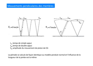 Mouvements	
  pendiculaires	
  des	
  membres	
  
Lsc	
  temps	
  de	
  simple	
  appui	
  
Ldc	
  temps	
  de	
  double	
  appui	
  
Svt	
  amplitude	
  du	
  mouvement	
  de	
  piston	
  de	
  CG	
  
La	
  période	
  se	
  calcule	
  de	
  façon	
  iden(que	
  au	
  modèle	
  pendule	
  normal	
  et	
  l’inﬂuence	
  de	
  la	
  
longueur	
  de	
  la	
  jambe	
  est	
  la	
  même	
  
 