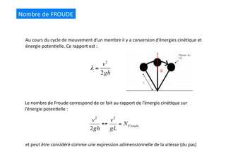 Au	
  cours	
  du	
  cycle	
  de	
  mouvement	
  d’un	
  membre	
  il	
  y	
  a	
  conversion	
  d’énergies	
  ciné(que	
  et	
  
énergie	
  poten(elle.	
  Ce	
  rapport	
  est	
  :	
  
Le	
  nombre	
  de	
  Froude	
  correspond	
  de	
  ce	
  fait	
  au	
  rapport	
  de	
  l’énergie	
  ciné(que	
  sur	
  
l’énergie	
  poten(elle	
  :	
  
Nombre	
  de	
  FROUDE	
  
et	
  peut	
  être	
  considéré	
  comme	
  une	
  expression	
  adimensionnelle	
  de	
  la	
  vitesse	
  (du	
  pas)	
  
 