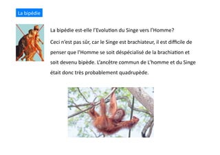 La	
  bipédie	
  est-­‐elle	
  l’Evolu(on	
  du	
  Singe	
  vers	
  l’Homme?	
  
Ceci	
  n’est	
  pas	
  sûr,	
  car	
  le	
  Singe	
  est	
  brachiateur,	
  il	
  est	
  diﬃcile	
  de	
  
penser	
  que	
  l’Homme	
  se	
  soit	
  déspécialisé	
  de	
  la	
  brachia(on	
  et	
  
soit	
  devenu	
  bipède.	
  L’ancêtre	
  commun	
  de	
  L’homme	
  et	
  du	
  Singe	
  
était	
  donc	
  très	
  probablement	
  quadrupède.	
  
La	
  bipédie	
  
 