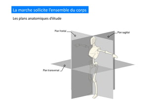 La	
  marche	
  sollicite	
  l’ensemble	
  du	
  corps	
  
Les	
  plans	
  anatomiques	
  d’étude	
  
 