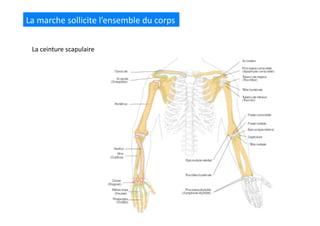 La	
  marche	
  sollicite	
  l’ensemble	
  du	
  corps	
  
La	
  ceinture	
  scapulaire	
  
 