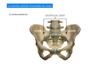 La	
  marche	
  sollicite	
  l’ensemble	
  du	
  corps	
  
La	
  ceinture	
  pelvienne	
  
 
