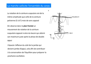 La	
  marche	
  sollicite	
  l’ensemble	
  du	
  corps	
  
La	
  rota(on	
  de	
  la	
  ceinture	
  scapulaire	
  est	
  de	
  la	
  
même	
  amplitude	
  que	
  celle	
  de	
  la	
  ceinture	
  
pelvienne	
  (5	
  à	
  6°)	
  mais	
  de	
  sens	
  opposé	
  
On	
  observe	
  dans	
  le	
  plan	
  frontal	
  un	
  
mouvement	
  de	
  rota(on	
  de	
  la	
  ceinture	
  
scapulaire	
  opposé	
  à	
  celui	
  du	
  bassin	
  qui	
  aQeint	
  
son	
  maximum	
  juste	
  après	
  la	
  phase	
  de	
  double	
  
appui	
  
L’épaule	
  s’aﬀaisse	
  du	
  coté	
  de	
  la	
  jambe	
  qui	
  
devient	
  jambe	
  d’appui,	
  cela	
  aﬁn	
  de	
  contribuer	
  
à	
  la	
  conserva(on	
  de	
  l’équilibre	
  pour	
  préparer	
  la	
  
prochaine	
  oscilla(on.	
  
 