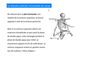 La	
  marche	
  sollicite	
  l’ensemble	
  du	
  corps	
  
On	
  observe	
  dans	
  le	
  plan	
  horizontal,	
  une	
  
rota(on	
  de	
  la	
  ceinture	
  scapulaire,	
  là	
  encore	
  
opposée	
  à	
  celle	
  de	
  la	
  ceinture	
  pelvienne	
  
Mais	
  ici	
  la	
  ceinture	
  scapulaire	
  aQeint	
  son	
  
maximum	
  d’amplitude	
  un	
  peu	
  avant	
  la	
  phase	
  
de	
  double	
  appui,	
  reste	
  inchangée	
  pendant	
  la	
  
phase	
  de	
  double	
  appui	
  pour	
  ini(er	
  un	
  
mouvement	
  opposé	
  à	
  la	
  ﬁn	
  de	
  ceQe	
  phase.	
  La	
  
ceinture	
  scapulaire	
  revient	
  en	
  posi(on	
  neutre	
  
lors	
  de	
  la	
  phase	
  «	
  milieu	
  d’appui	
  »	
  
 