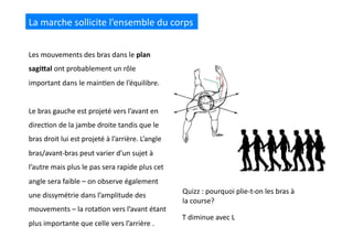 La	
  marche	
  sollicite	
  l’ensemble	
  du	
  corps	
  
Les	
  mouvements	
  des	
  bras	
  dans	
  le	
  plan	
  
sagiKal	
  ont	
  probablement	
  un	
  rôle	
  
important	
  dans	
  le	
  main(en	
  de	
  l’équilibre.	
  
Le	
  bras	
  gauche	
  est	
  projeté	
  vers	
  l’avant	
  en	
  
direc(on	
  de	
  la	
  jambe	
  droite	
  tandis	
  que	
  le	
  
bras	
  droit	
  lui	
  est	
  projeté	
  à	
  l’arrière.	
  L’angle	
  
bras/avant-­‐bras	
  peut	
  varier	
  d’un	
  sujet	
  à	
  
l’autre	
  mais	
  plus	
  le	
  pas	
  sera	
  rapide	
  plus	
  cet	
  
angle	
  sera	
  faible	
  –	
  on	
  observe	
  également	
  
une	
  dissymétrie	
  dans	
  l’amplitude	
  des	
  
mouvements	
  –	
  la	
  rota(on	
  vers	
  l’avant	
  étant	
  
plus	
  importante	
  que	
  celle	
  vers	
  l’arrière	
  .	
  	
  	
  
Quizz	
  :	
  pourquoi	
  plie-­‐t-­‐on	
  les	
  bras	
  à	
  
la	
  course?	
  
T	
  diminue	
  avec	
  L	
  
 