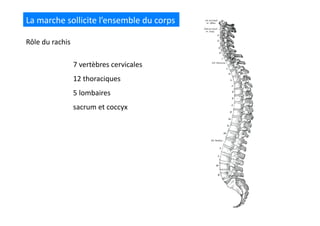 La	
  marche	
  sollicite	
  l’ensemble	
  du	
  corps	
  
Rôle	
  du	
  rachis	
  
7	
  vertèbres	
  cervicales	
  
12	
  thoraciques	
  
5	
  lombaires	
  
sacrum	
  et	
  coccyx	
  
 