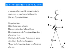 La	
  marche	
  sollicite	
  l’ensemble	
  du	
  corps	
  
Le	
  rachis	
  se	
  déforme	
  en	
  3D	
  pour	
  permeQre	
  le	
  
mouvement	
  de	
  marche	
  et	
  le	
  facilite	
  par	
  les	
  
échanges	
  d’énergie	
  ciné(que	
  
A	
  Impact	
  du	
  talon	
  	
  
B	
  Décéléra(on	
  dans	
  le	
  bassin	
  	
  
C	
  Contre	
  rota(on	
  dans	
  la	
  Sacro-­‐iliaque	
  	
  
D	
  Emmagasinement	
  de	
  l’énergie	
  ciné(que	
  dans	
  
la	
  ﬂexion	
  du	
  tronc	
  	
  
E	
  Res(tu(on	
  de	
  l’énergie.	
  L’extension	
  du	
  rachis	
  
est	
  res(tuée	
  dans	
  la	
  hanche	
  opposée	
  	
  
F	
  Ce	
  qui	
  facilite	
  le	
  passage	
  du	
  pas	
  avec	
  ﬂexion	
  de	
  
la	
  hanche	
  	
  
 