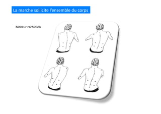 La	
  marche	
  sollicite	
  l’ensemble	
  du	
  corps	
  
Moteur	
  rachidien	
  
 