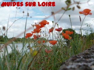 Muides sur Loire
 