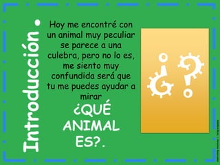 Introducción.Hoy me encontré con un animal muy peculiar se parece a una culebra, pero no lo es, me siento muy confundida será que tu me puedes ayudar a mirar¿QUÉ ANIMAL ES?.¿?ANDREA REA1L ☺ Derechos Reservados