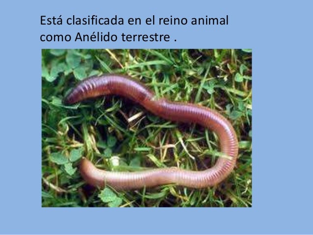 El marcador a los parásitos
