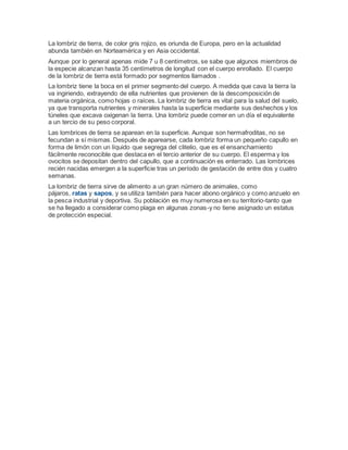 La lombriz de tierra, de color gris rojizo, es oriunda de Europa, pero en la actualidad
abunda también en Norteamérica y en Asia occidental.
Aunque por lo general apenas mide 7 u 8 centímetros, se sabe que algunos miembros de
la especie alcanzan hasta 35 centímetros de longitud con el cuerpo enrollado. El cuerpo
de la lombriz de tierra está formado por segmentos llamados .
La lombriz tiene la boca en el primer segmento del cuerpo. A medida que cava la tierra la
va ingiriendo, extrayendo de ella nutrientes que provienen de la descomposición de
materia orgánica, como hojas o raíces. La lombriz de tierra es vital para la salud del suelo,
ya que transporta nutrientes y minerales hasta la superficie mediante sus deshechos y los
túneles que excava oxigenan la tierra. Una lombriz puede comer en un día el equivalente
a un tercio de su peso corporal.
Las lombrices de tierra se aparean en la superficie. Aunque son hermafroditas, no se
fecundan a sí mismas. Después de aparearse, cada lombriz forma un pequeño capullo en
forma de limón con un líquido que segrega del clitelio, que es el ensanchamiento
fácilmente reconocible que destaca en el tercio anterior de su cuerpo. El esperma y los
ovocitos se depositan dentro del capullo, que a continuación es enterrado. Las lombrices
recién nacidas emergen a la superficie tras un período de gestación de entre dos y cuatro
semanas.
La lombriz de tierra sirve de alimento a un gran número de animales, como
pájaros, ratas y sapos, y se utiliza también para hacer abono orgánico y como anzuelo en
la pesca industrial y deportiva. Su población es muy numerosa en su territorio-tanto que
se ha llegado a considerar como plaga en algunas zonas-y no tiene asignado un estatus
de protección especial.
 