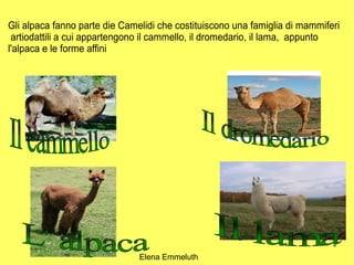 Gli alpaca fanno parte die Camelidi che costituiscono una famiglia di mammiferi
 artiodattili a cui appartengono il cammello, il dromedario, il lama, appunto
l'alpaca e le forme affini




                                                                             4

                               Elena Emmeluth
 